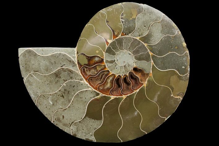 Bargain, Agatized Ammonite Fossil (Half) - Madagascar #111539